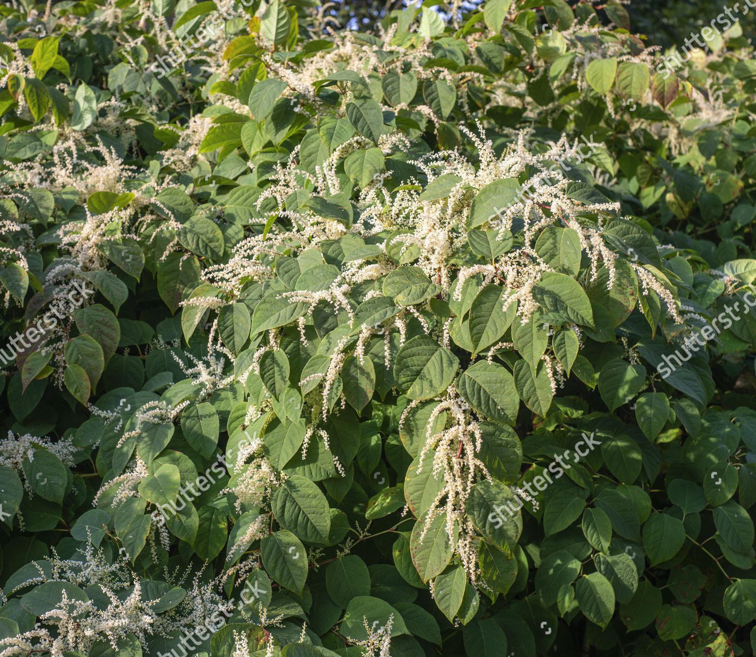 Flowering Japanese Knotweed Fallopia Japonica An Invasive Piece In