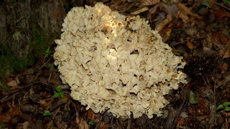 From Forest To Plate The Culinary Delights Of Hen Of The Woods The