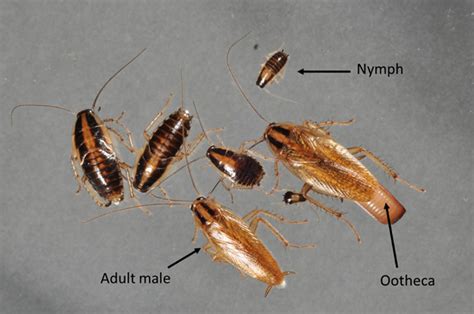 Fs1327 Cockroach Species In New Jersey And Their Control Strategies Rutgers Njaes