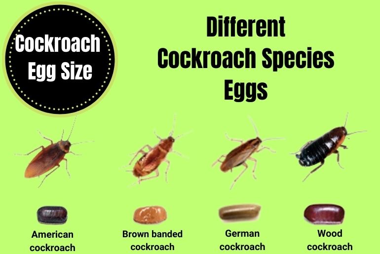 German Cockroach Size