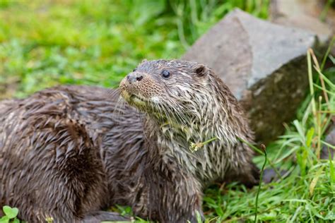 Home Uk Wild Otter Trust