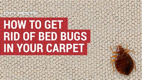 How To Get Rid Of Bed Bugs In Carpet Get Your Carpet Bed Bug Free