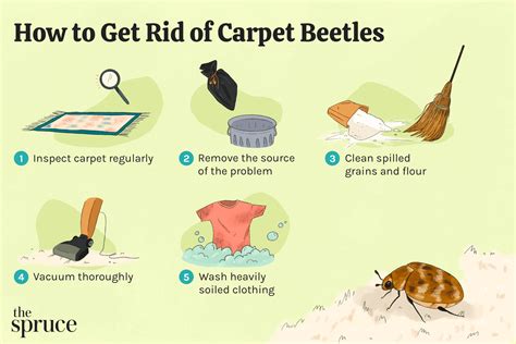 How To Get Rid Of Carpet Beetle Larvae On Clothes Www Resnooze Com