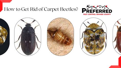 How To Get Rid Of Carpet Beetles All Bugs