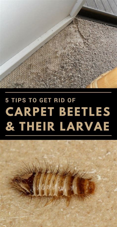 How To Get Rid Of Carpet Beetles In Vehicle Www Resnooze Com