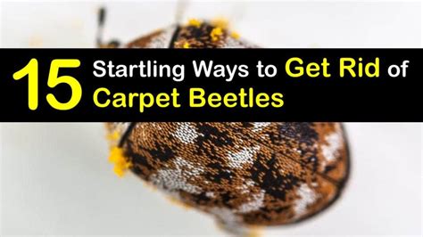 How To Get Rid Of Carpet Beetles In Your Car 4 Tips To Getting Your