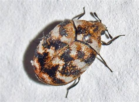 How To Get Rid Of Carpet Beetles More Canberra Pest Control