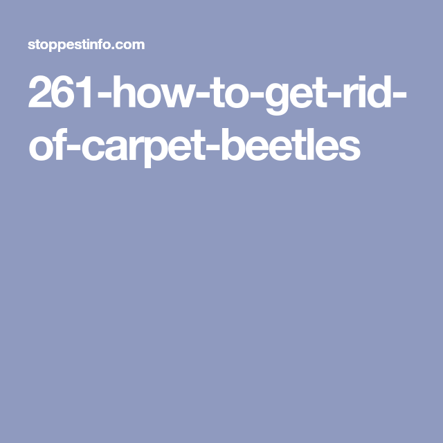 How To Get Rid Of Carpet Beetles Top 7 Best Sprays Traps And Powders 2021