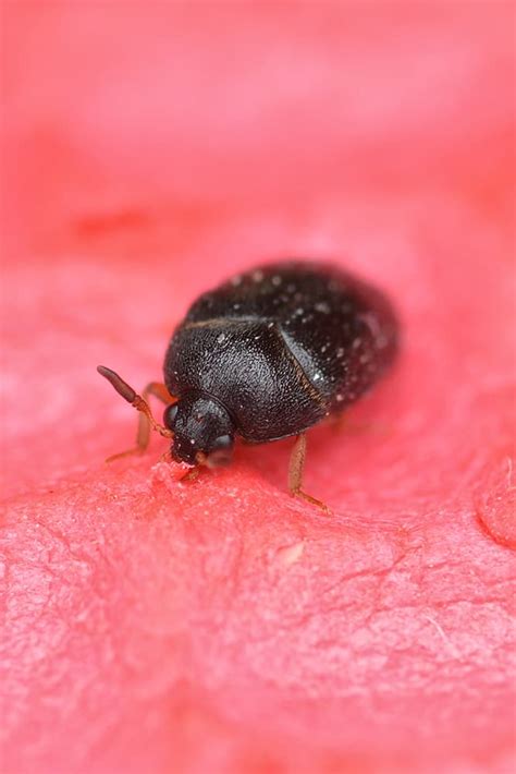 How To Identify The Black Carpet Tiles Beetles Maxbindi