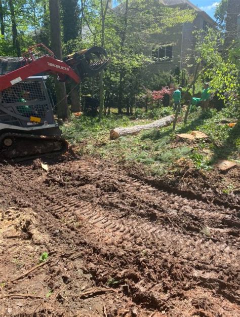 How To Prevent Tree Damage From Wind And Storms Southern Star Tree