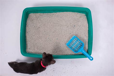 How To Properly Dispose Of Cat Litter Cat World