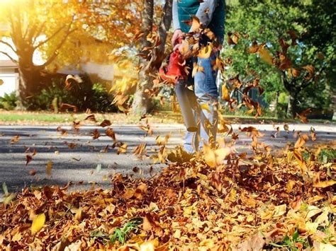 How To Stop Tree Leaves Falling On Your Property The Right Way