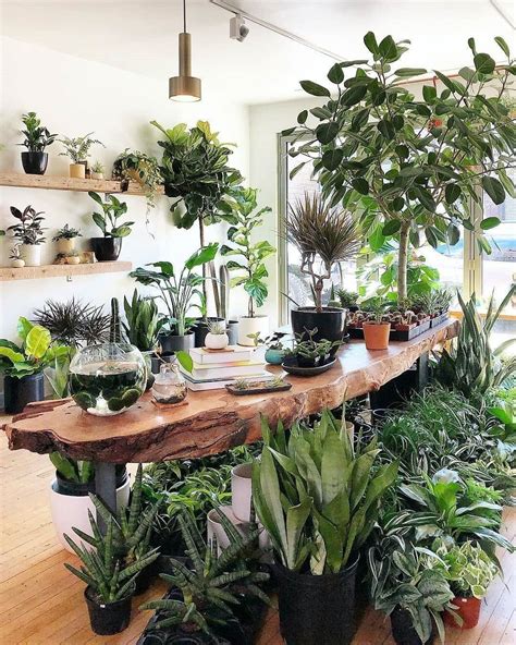 Indoor Plant Nursery Near Me Plants Gallery