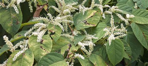 Japanese Knotweed Belton Industries