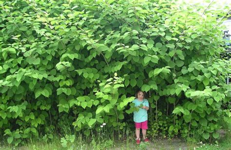 Japanese Knotweed Kent Conservation District