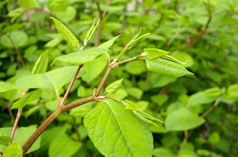 Japanese Knotweed