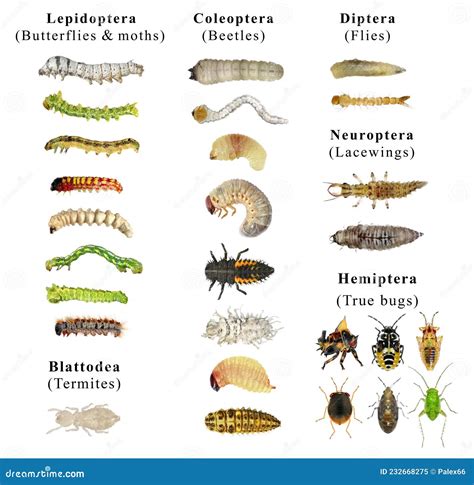 Larvae Identification