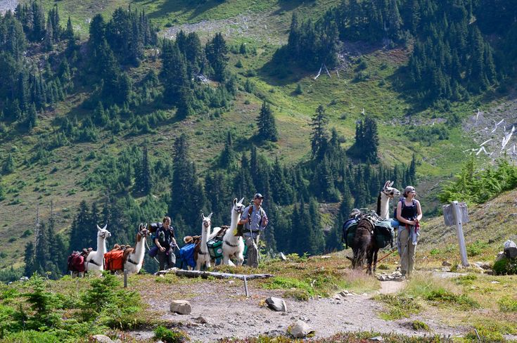 Llama Trekking Fully Guided Adventures Which Travel Further Into The Wilderness With More