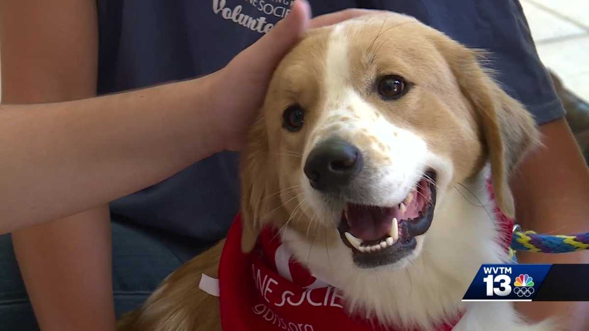 More Than 200 Animals Adopted At Greater Birmingham Humane Society For