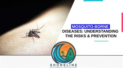 Mosquito Borne Diseases Understanding The Risks And Prevention