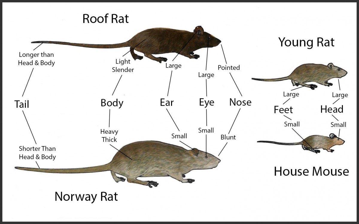 Mouse Poop Vs Rat Poop Identify Clean Up Droppings Pestcheck Blog