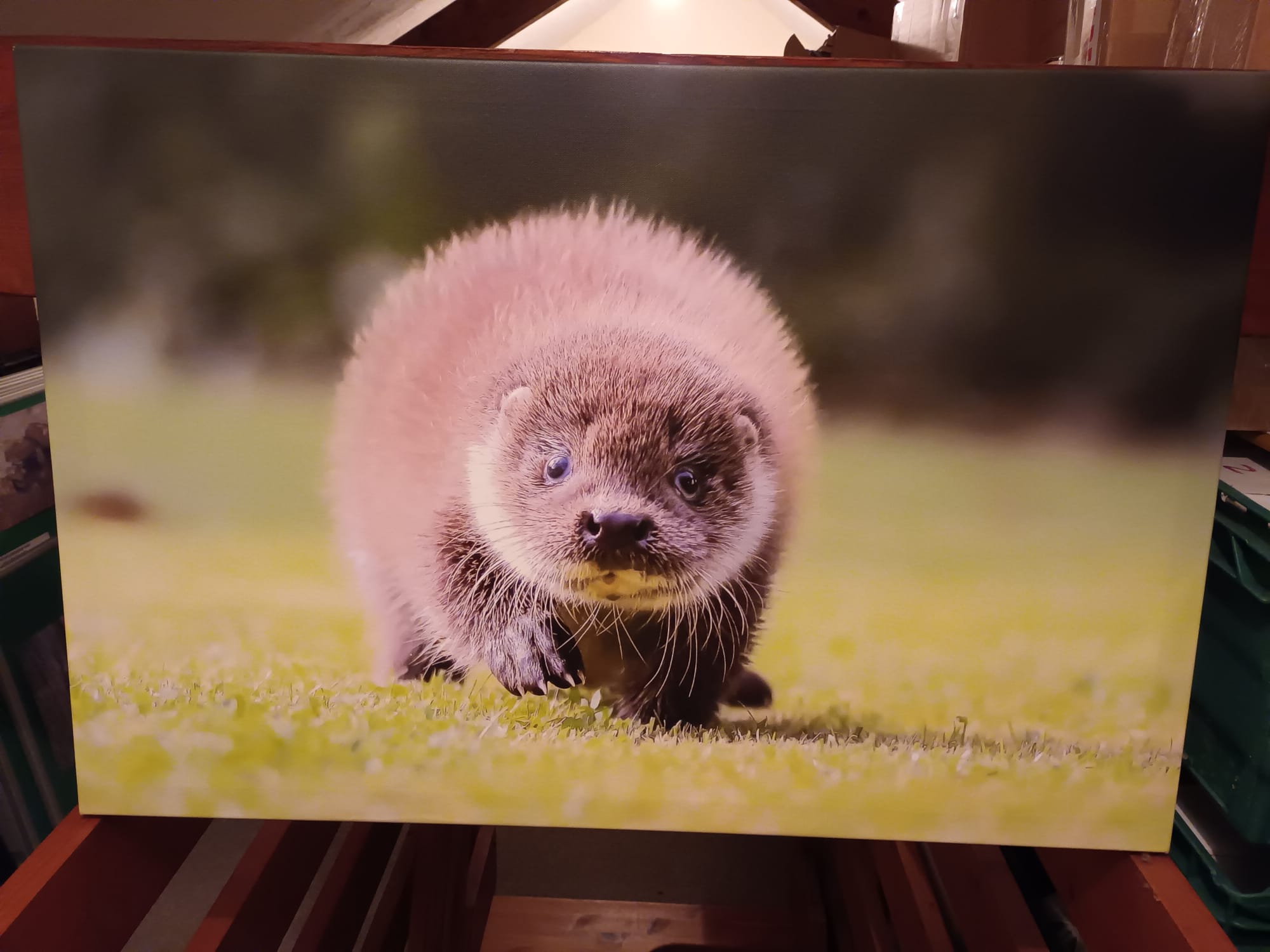 Otter Cub Canvas Uk Wild Otter Trust