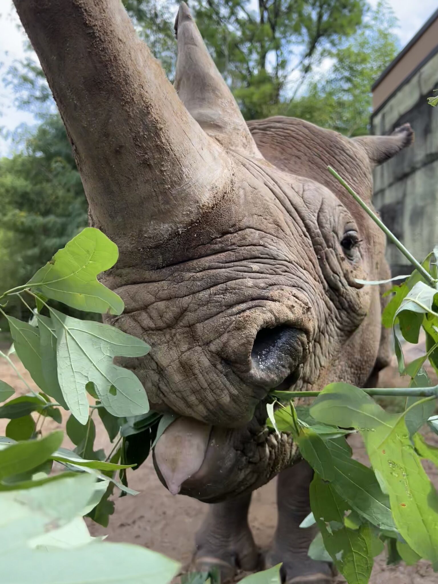 Party For The Planet Endangered Species Day At The Birmingham Zoo