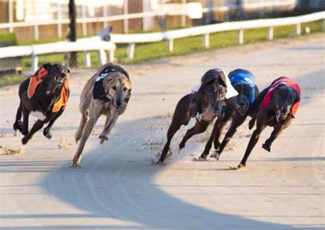 Perry Barr Greyhound Stadium Dog Track