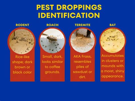 Pest Identification By Looking At Their Droppings The Attic Pest