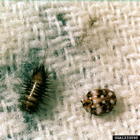 Pest Watch Carpet Beetles Gardening In Orange County New York