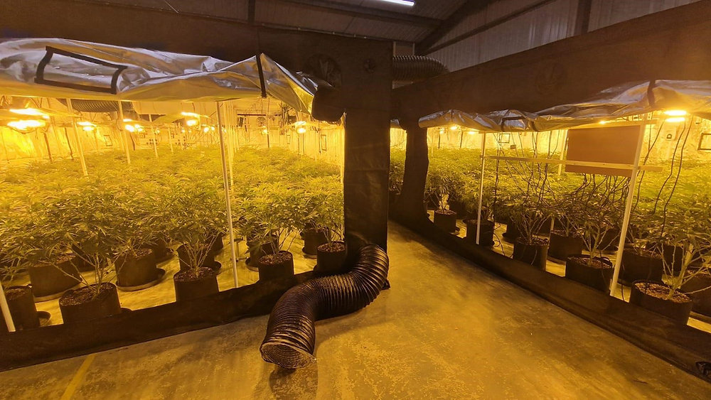 Police Uncover Huge Cannabis Operation Hidden On Vale Of Belvoir Industrial Estate Worth Over 800K