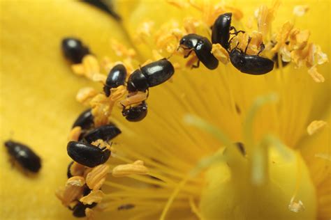 Pollen Beetles Uk