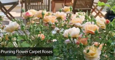 Pro Tips For Perfect Priestley Rose Care Today