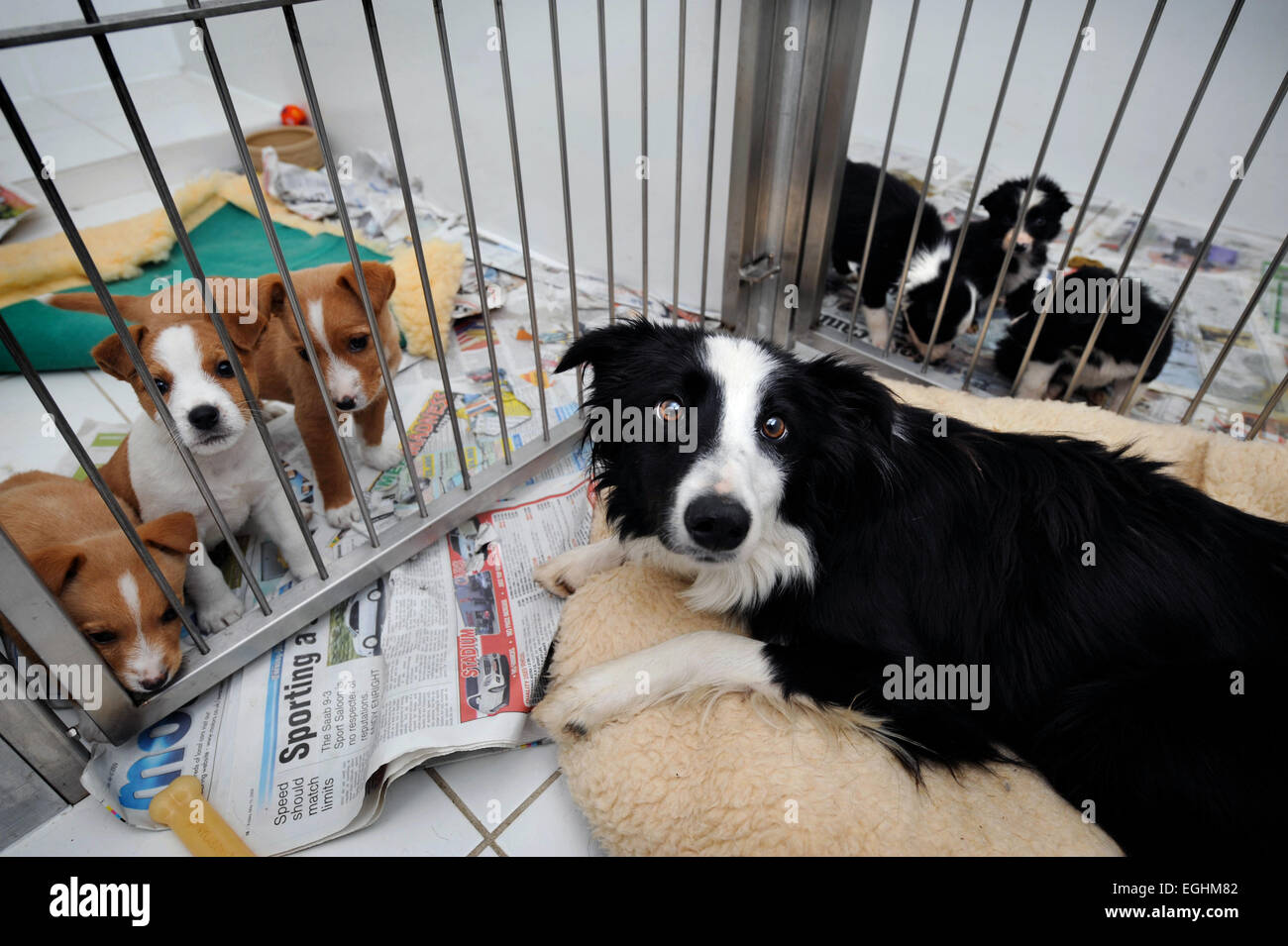 Puppies At The Many Tears Animal Rescue Centre Near Llanelli S Stock