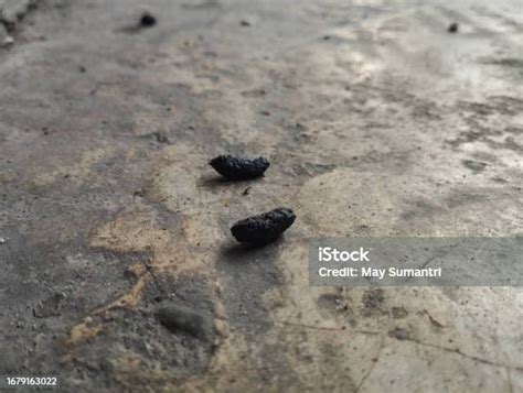 Rat Droppings Or Mouse Moles Or Rat Droppings Stock Photo Download