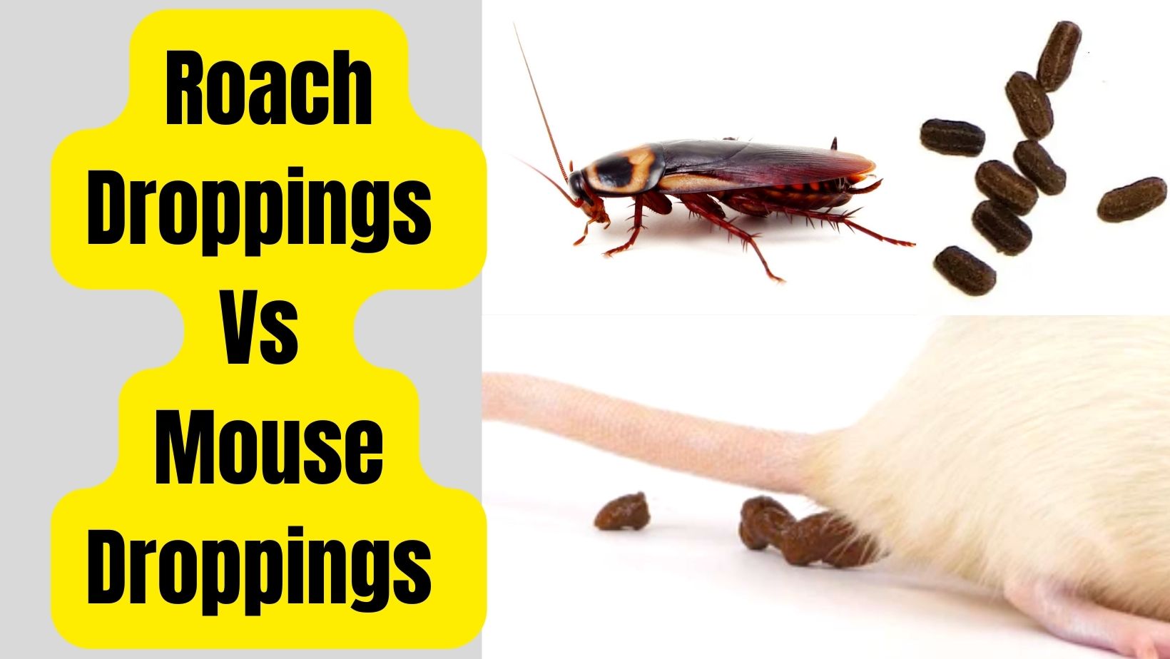 Roach Droppings Vs Mouse Droppings Comparison 2023 Basic Rodents