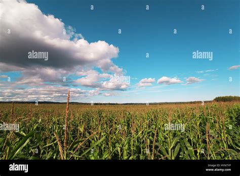 Safri150304010 Hi Res Stock Photography And Images Alamy