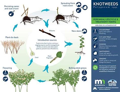 September Weed Of The Month Invasive Knotweeds