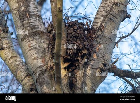 Squirrel Drey Uk