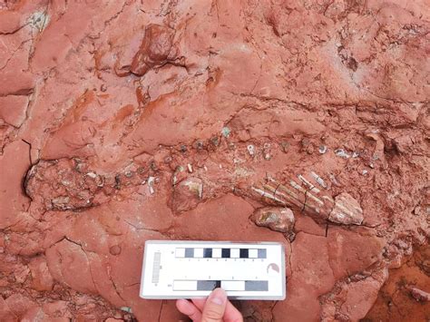 Teacher Finds Fossil That Could Be 300M Years Old While Walking Dog