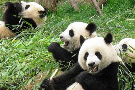 The 5 Best Places To See Giant Pandas In Chengdu