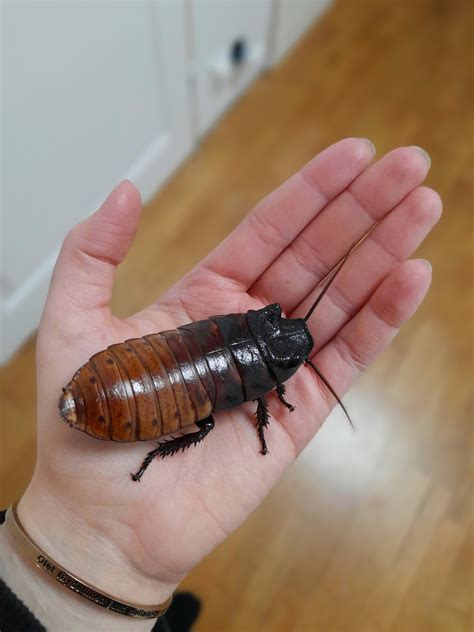 The Abnormally Large Size Of One Of My Pet Madagascar Hissing Cockroaches Hercules Even These Photos Don T Do Justice To His True Size R Oddlyterrifying