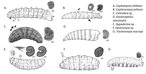 The Larval Integument And Its Structures The Integumentary System Of