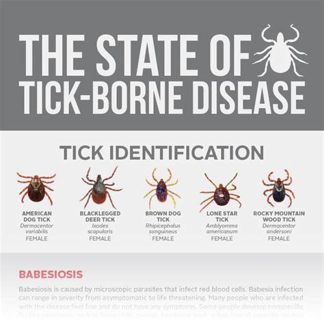 Tick Season Facts How To Prevent Parasite Borne Diseases Newsweek