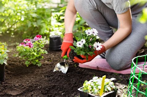 Top Tips For Starting A Successful Home Garden