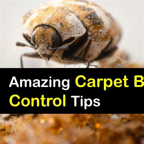 Treating Carpet Beetle Dermatitis Two Birds Home