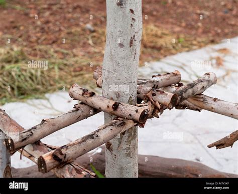 Trees Poles Prevent Falling Tree Stock Photo Alamy