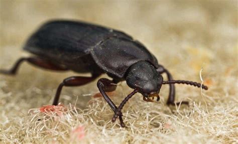 Uk Beetles In House