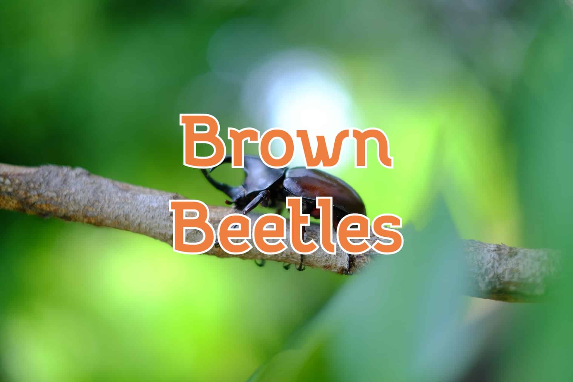 Ultimate Guide: Identify & Get Rid Of Brown Beetles Now