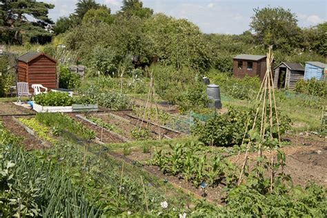 Ultimate Guide To Perfecting Your Allotment Space